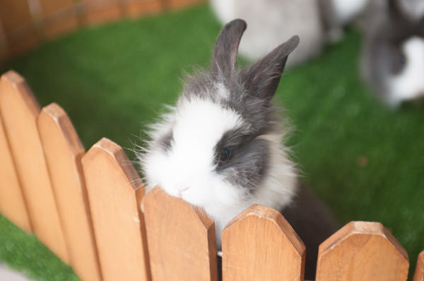 festa-circo-duas-gastronomia-decoracao-lais-aguiar-20