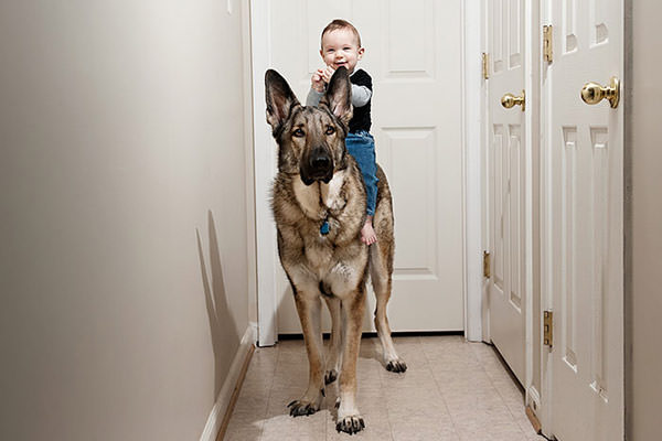 criancas-com-cachorros-gigantes-10