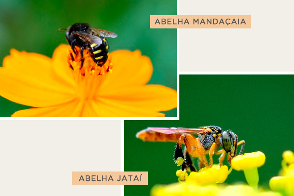 como criar abelhas em casa Mandaçaia e Jataí