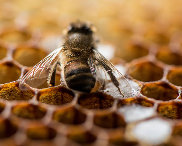 como criar abelhas em casa